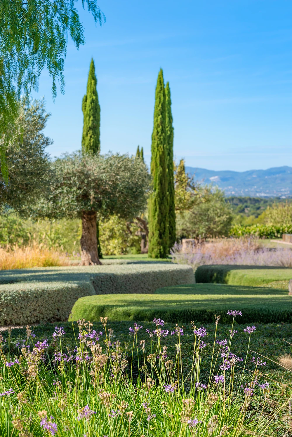 Mediterranean garden in Mallorca featuring purple wildflowers, sculpted hedges and olive trees